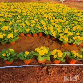 高度18厘米报春花