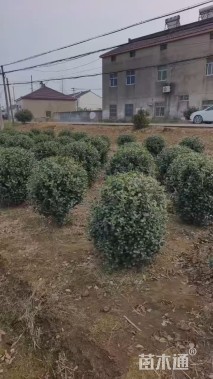 冠幅95厘米无刺枸骨球