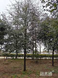 10公分弗吉尼亚栎