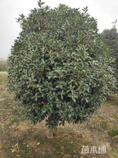 高度200厘米丛生桂花