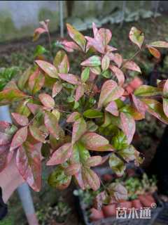 高度28厘米火焰南天竹