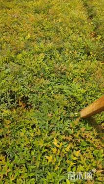 高度20厘米南天竹