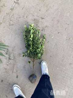 高度50厘米大叶黄杨小苗