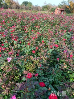 高度40厘米红帽月季