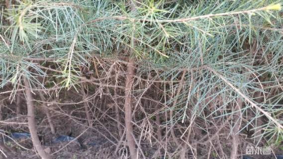 高度100厘米雪松