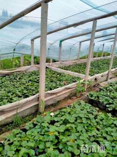 高度20厘米睡莲