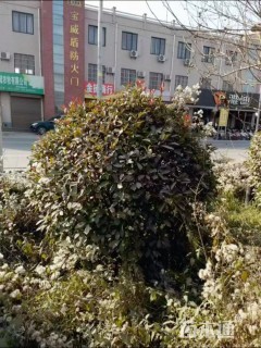 冠幅200厘米红叶石楠球