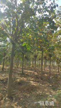 12公分巨紫荆-四季春1号