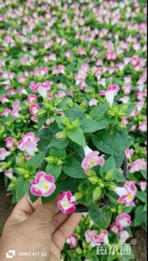 高度15厘米夏堇