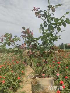 高度30厘米大花月季