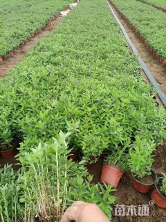 高度20厘米千屈菜