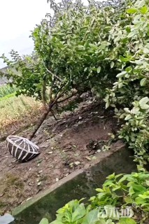 高度200厘米中华木绣球