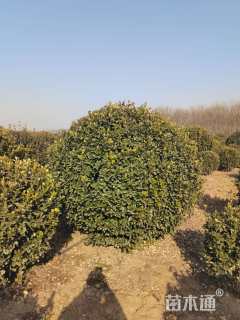 冠幅120厘米大叶黄杨球