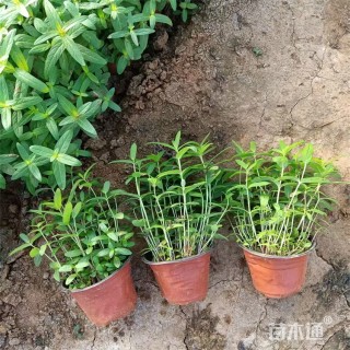 高度22厘米千屈菜