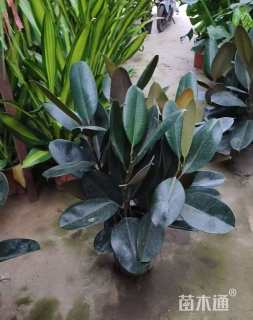 高度40厘米黑金刚橡皮树