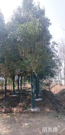 15公分高杆女贞