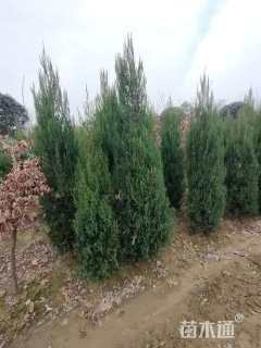高度150厘米刺柏