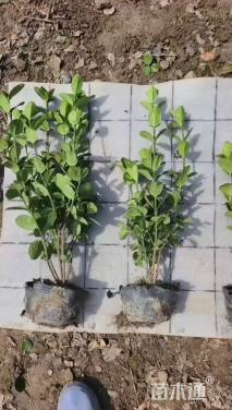 高度40厘米北海道黄杨小苗