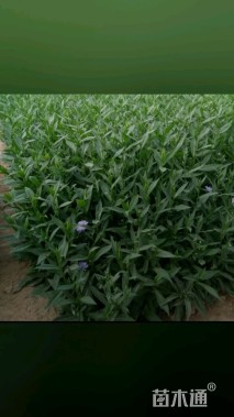 高度20厘米紫苑