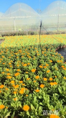 高度25厘米金盏菊