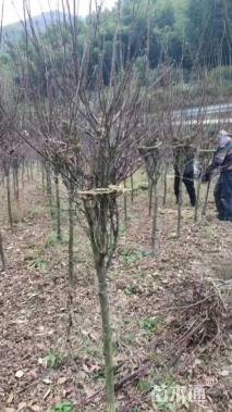 高度100厘米羽毛枫