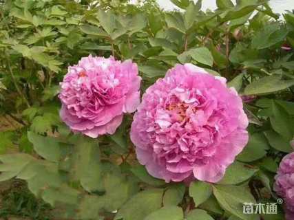 高度35厘米牡丹