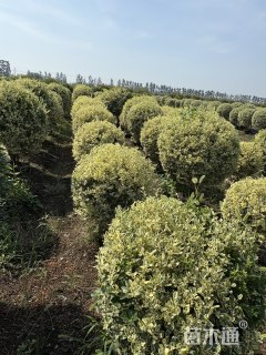 冠幅80厘米银姬小蜡球