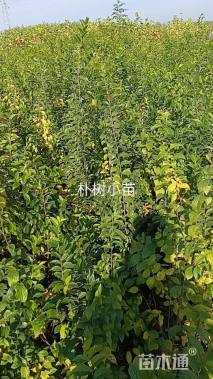 高度80厘米朴树小苗