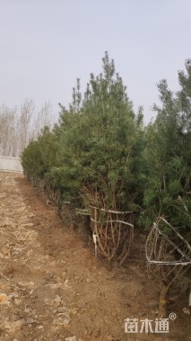 高度350厘米白皮松