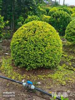 冠幅200厘米亮晶女贞球