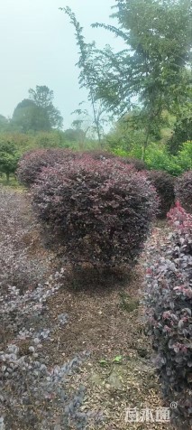 冠幅150厘米红花继木球