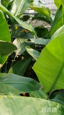 高度70厘米鹤望兰