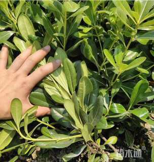 高度40厘米海桐