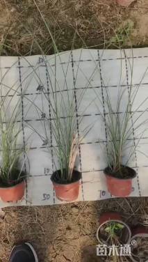 高度40厘米晨光芒