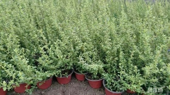 高度20厘米小丑火棘小苗