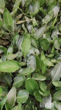 高度50厘米鹤望兰