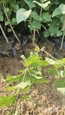 高度50厘米紫丁香小苗