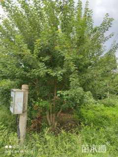 高度500厘米丛生五角枫