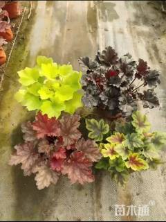 高度15厘米矾根