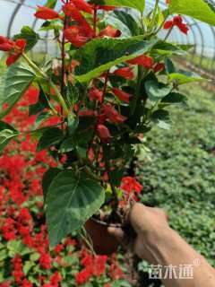 高度20厘米一串红