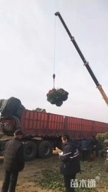 冠幅90厘米大叶黄杨球