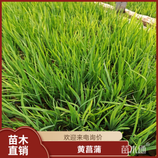 高度50厘米黄菖蒲