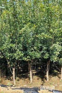 高度150厘米石榴