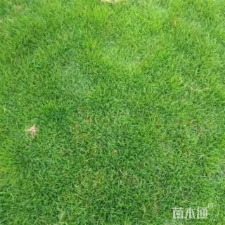 草卷状翦股颖