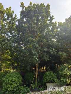 15公分黄金熊猫