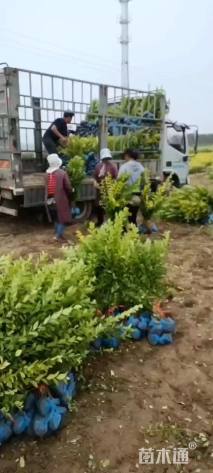 高度50厘米金叶女贞