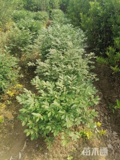 高度100厘米火焰卫矛