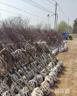 高度240厘米红叶榆叶梅