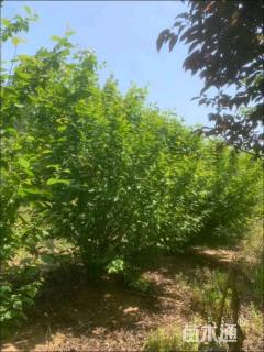 高度100厘米丛生榆叶梅