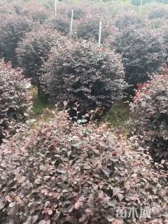 冠幅80厘米红花继木球